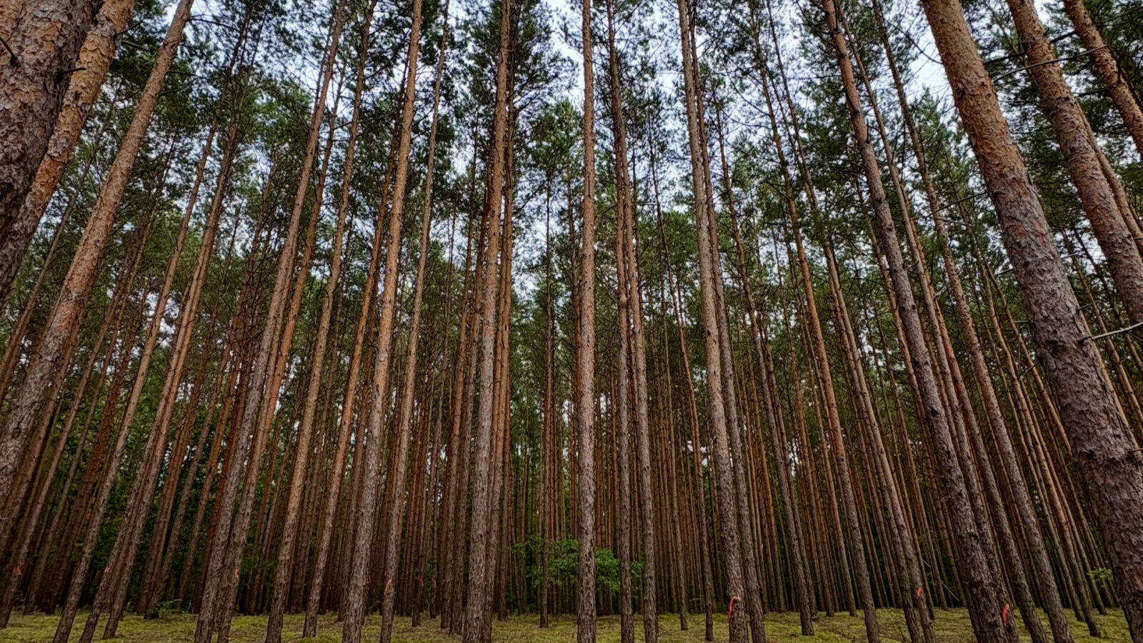 „Wdzięczność zamienia to, co mamy, w wystarczające”