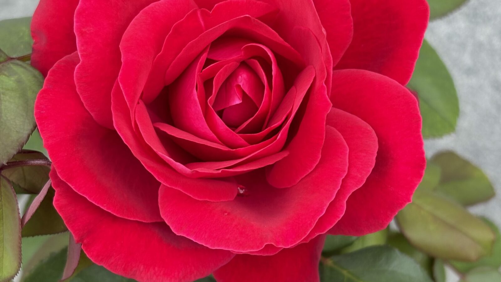 „Najlepsi liderzy nie są dobrzy we wszystkim. Są doskonali w byciu sobą i w rozpoznawaniu, co wnoszą inni”